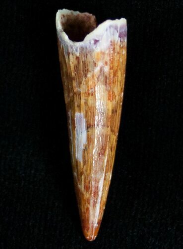 Juvenile Spinosaurus Tooth #7105